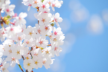 新鎌ケ谷で桜の植樹式が開催されます